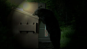 bears